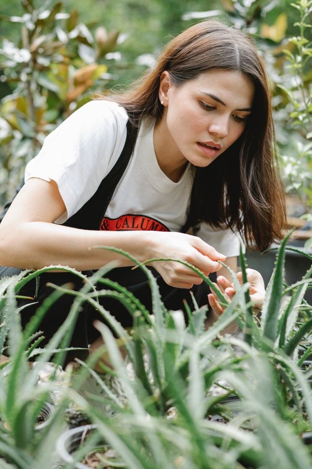 aloe vera cheveux