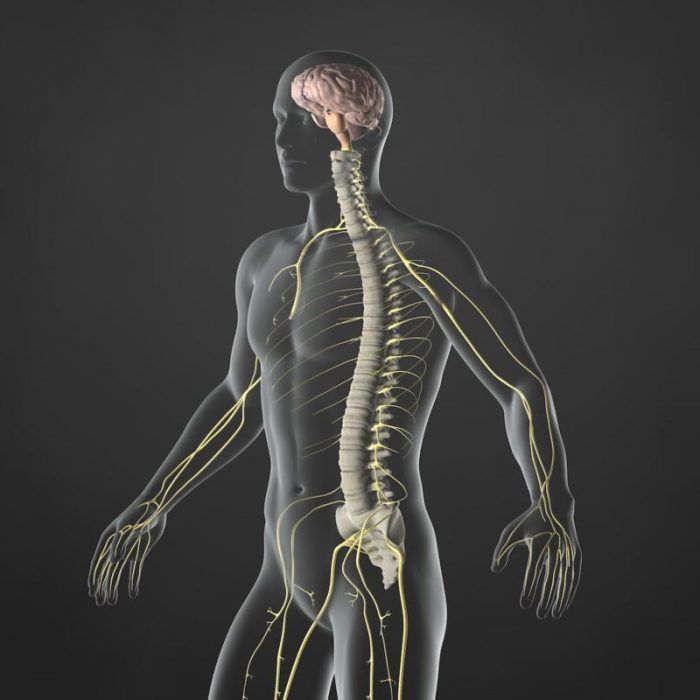 chiropracteur-osteopathe-difference