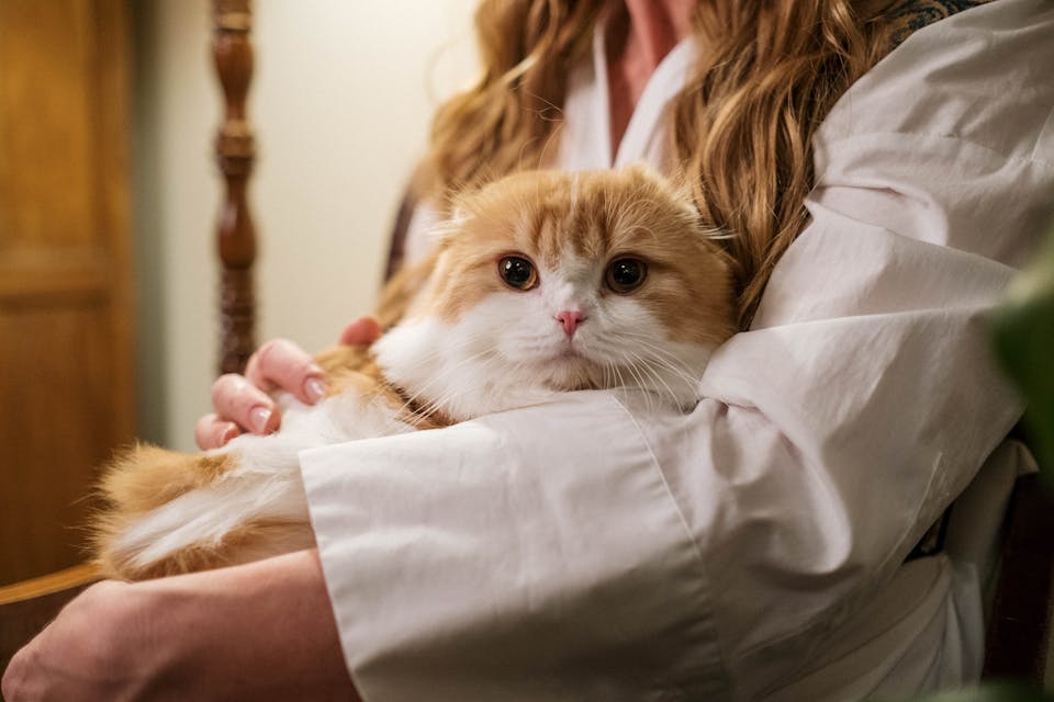 hygiène chat 3