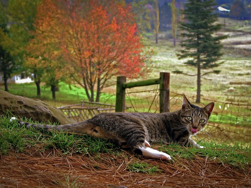 chat égaré