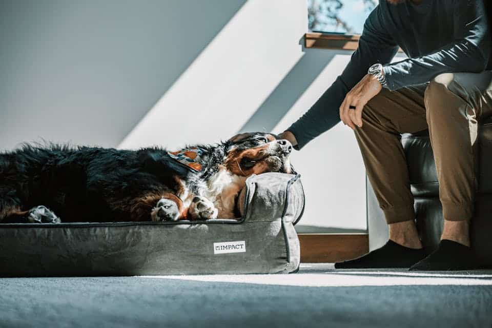 lit orthopédique pour chien 1