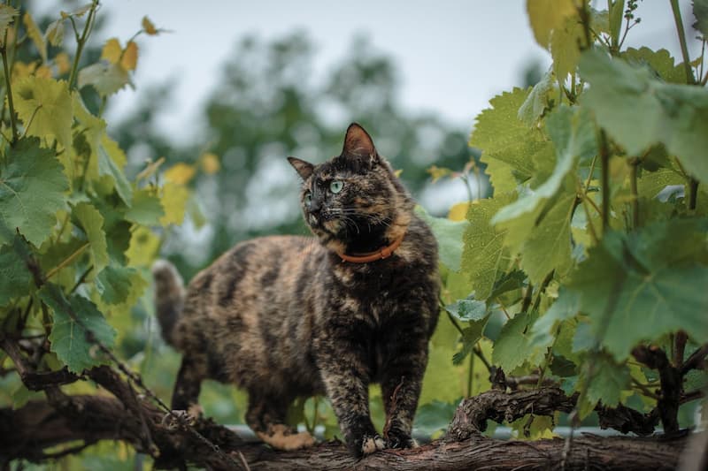 Dans un champ de vigne