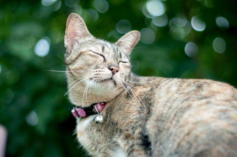 chat avec collier rose