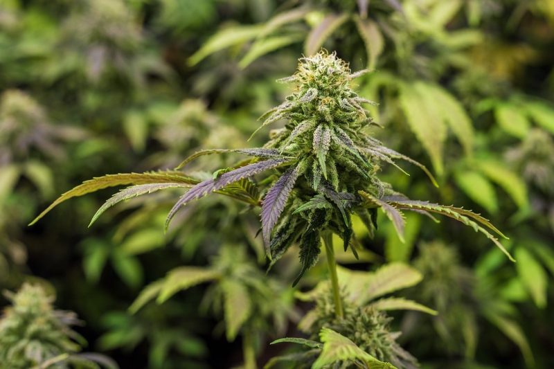 alternative résine CBD
