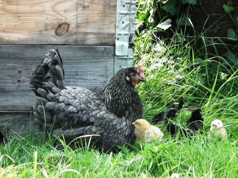 poule-et-poussins